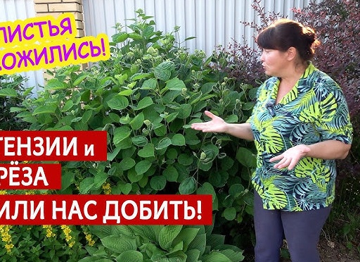 Всё для сада